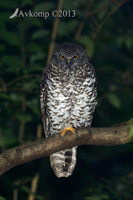 powerful owl 7169