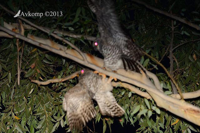 powerful owl 7190