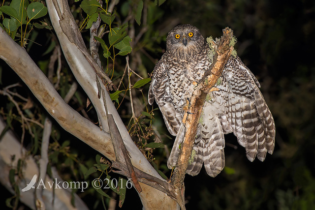 powerful owl 7272