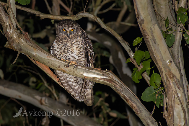 powerful owl 7285