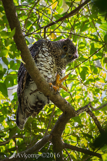 powerful owl 7369