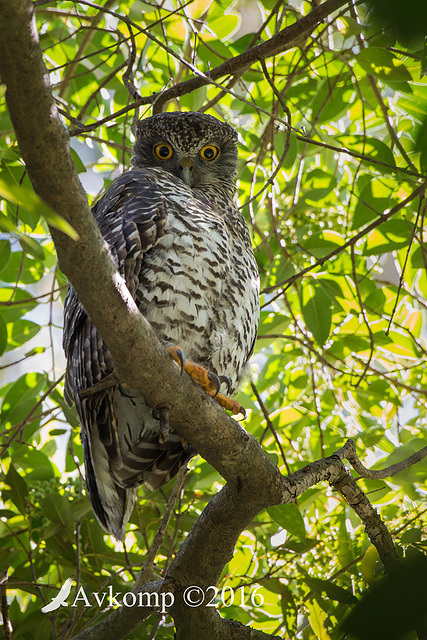 powerful owl 7379