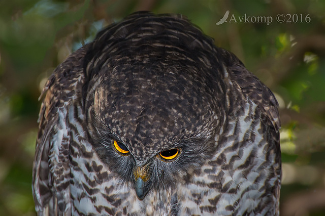 powerful owl 7617