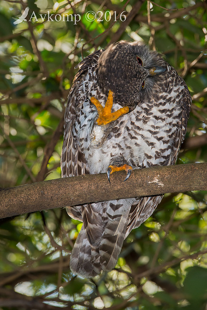 powerful owl 7628