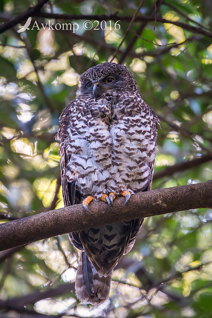 powerful owl 7644