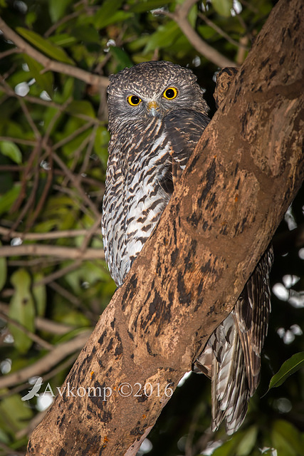 powerful owl 7666