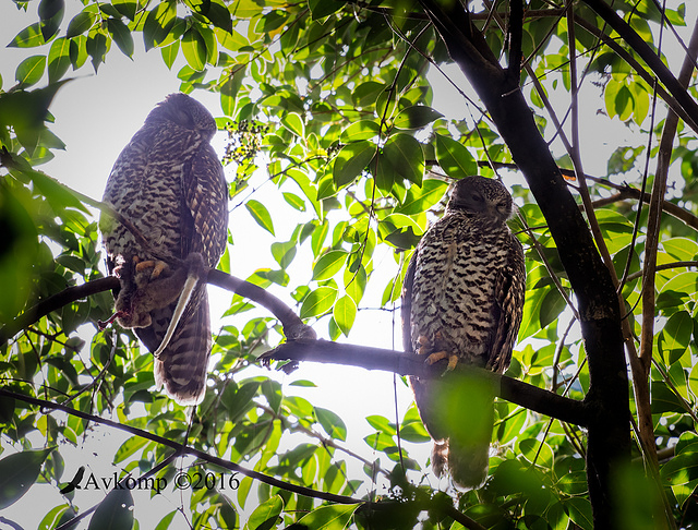 powerful owl 7841