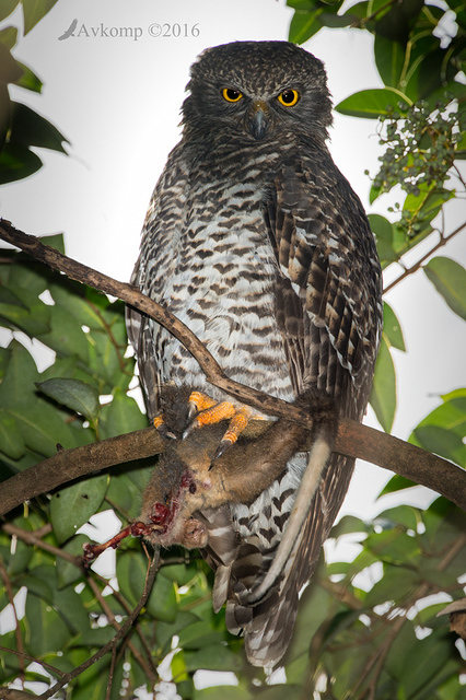 powerful owl 7856