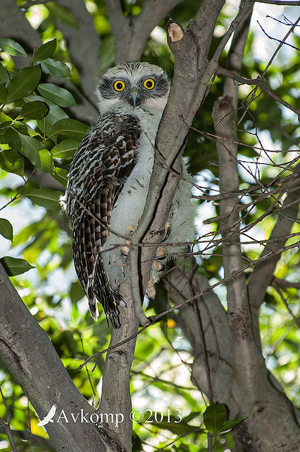 powerful owl 9768