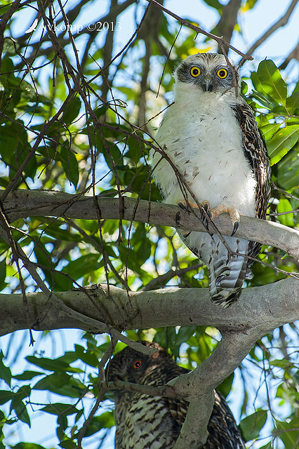 powerful owl 9785