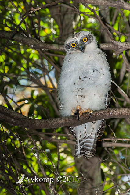 powerful owl 9968