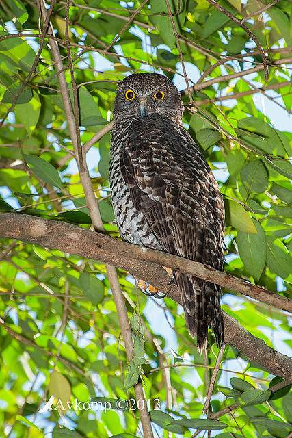 powerful owl 9984