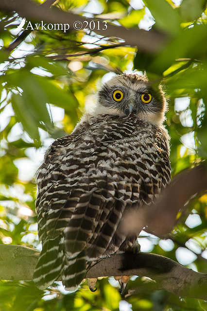 powerful owl chick 9717