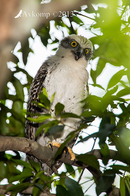 powerful owl chick 9722