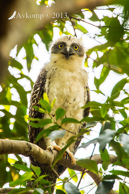 powerful owl chick 9725