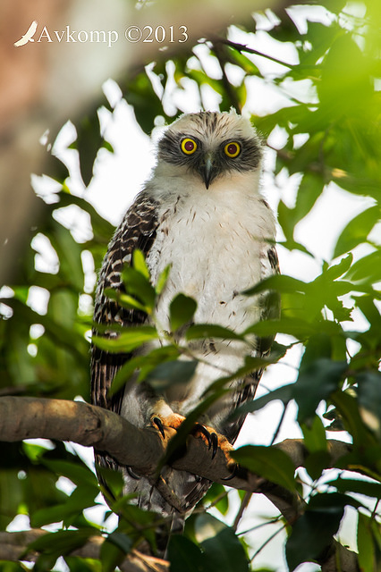 powerful owl chick 9728