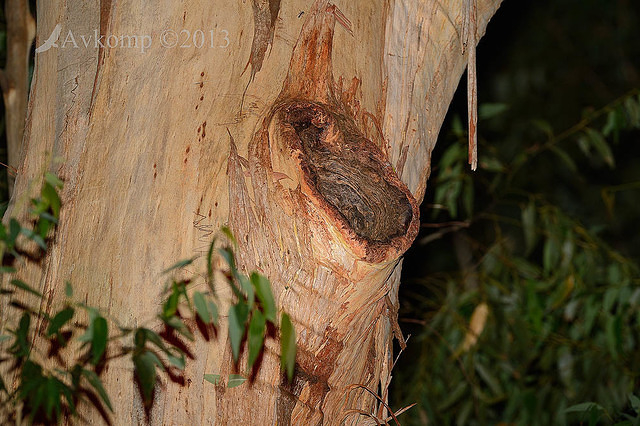 powerful owl nest hollow 7210