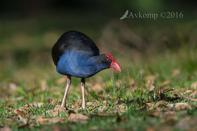 purple swamphen 11107