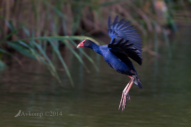 purple swamphen 13101