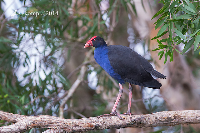 purple swamphen 13378