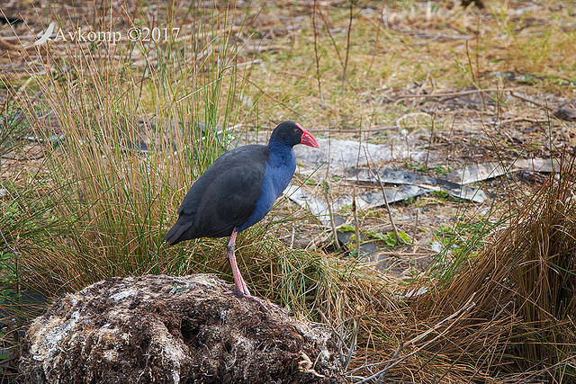 purple swamphen 14790