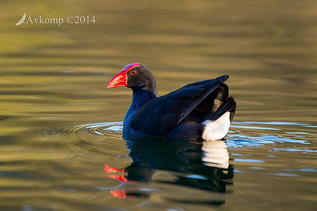 purple swamphen 16795