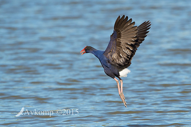 purple swamphen 19077