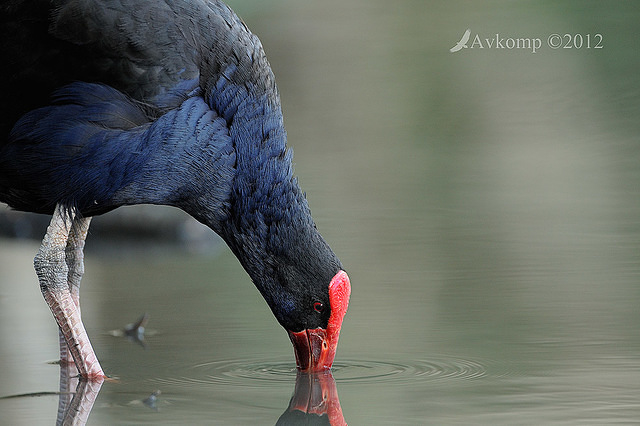 purple swamphen 4775