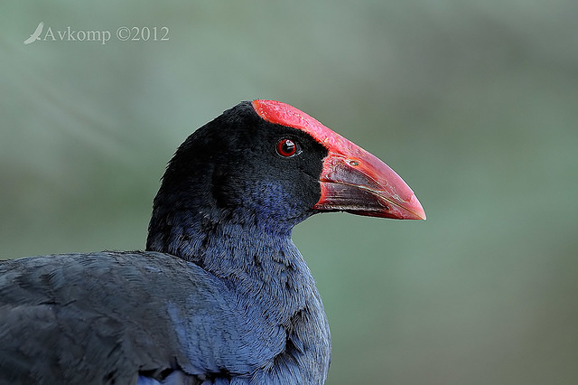 purple swamphen 4781