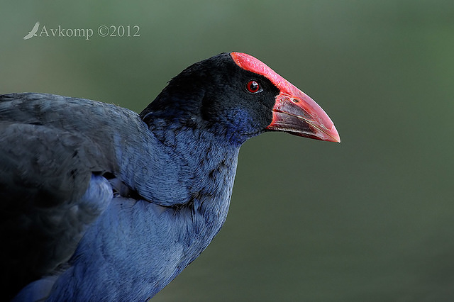 purple swamphen 4782