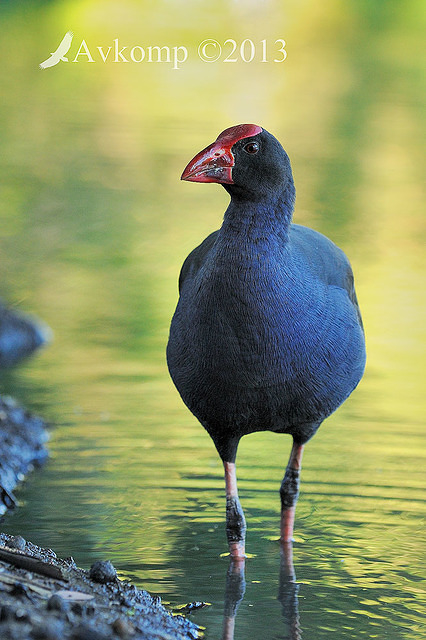 purple swamphen 6072