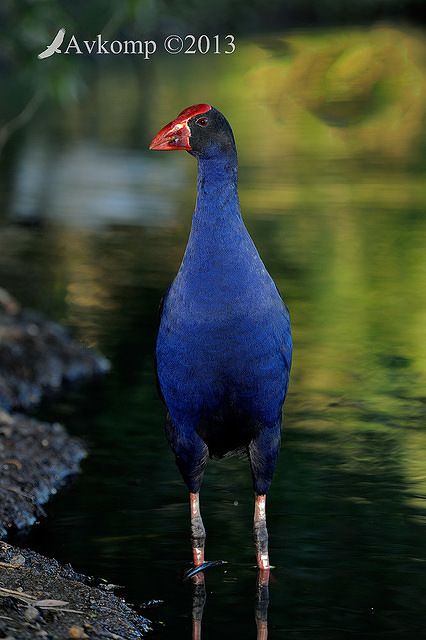 purple swamphen 6073