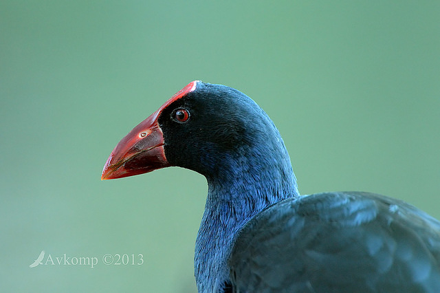 purple swamphen 6610