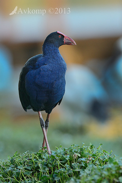 purple swamphen 6614