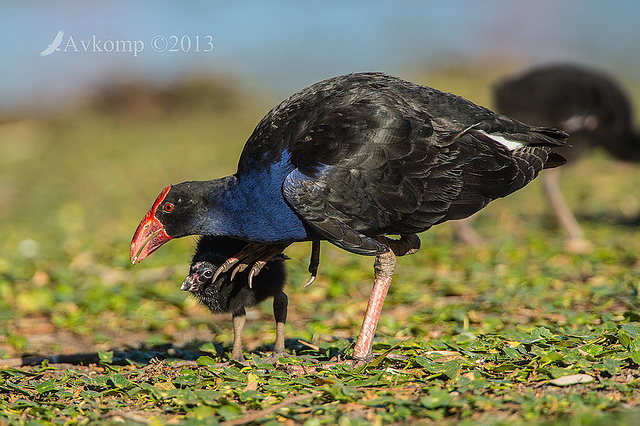 purple swamphen 9415