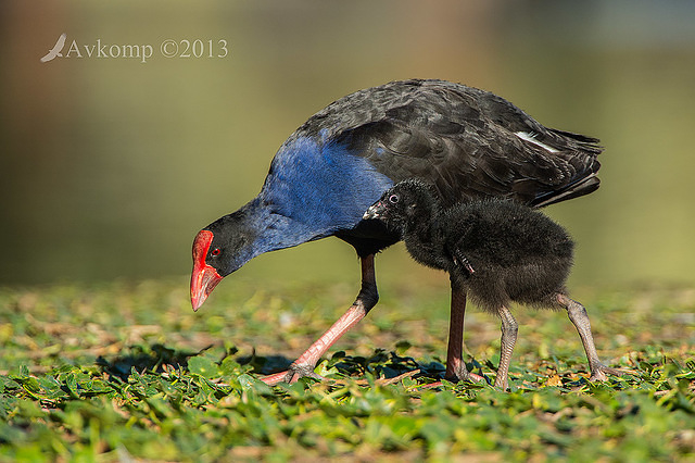 purple swamphen 9429