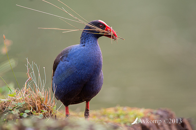 purple swamphen 9713