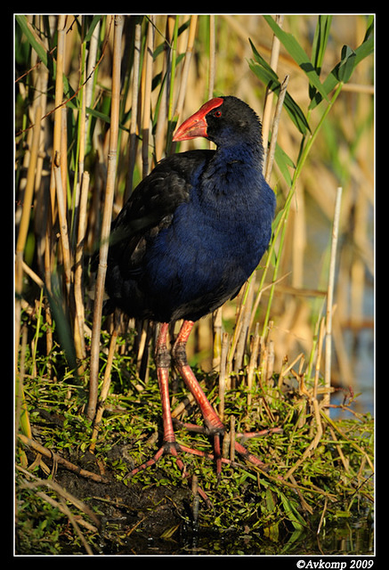 purple swamphen3440 001