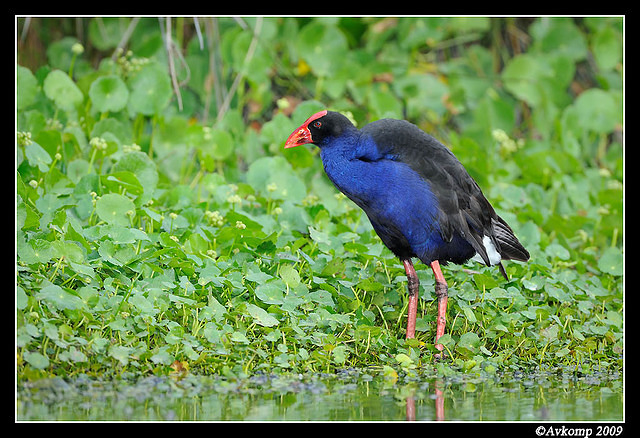 purple swamphen3705