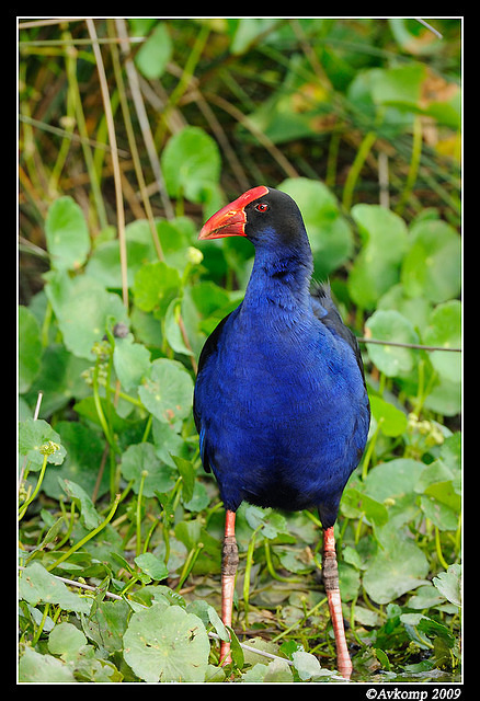 purple swamphen3708