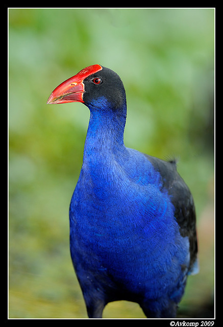 purple swamphen3709