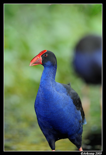 purple swamphen3710