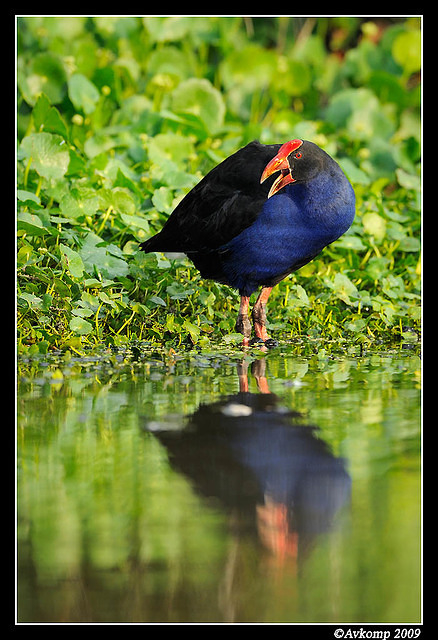 purple swamphen3715