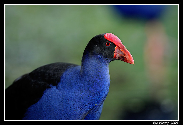 purple swamphen3718