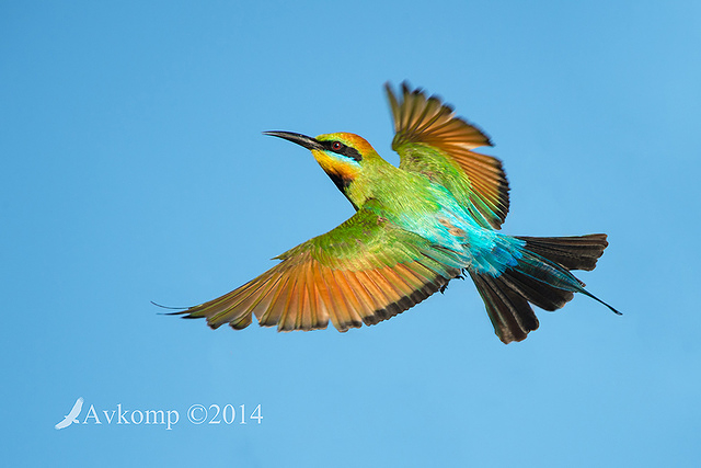 rainbow bee eater 18458