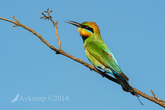 rainbow bee eater 18587