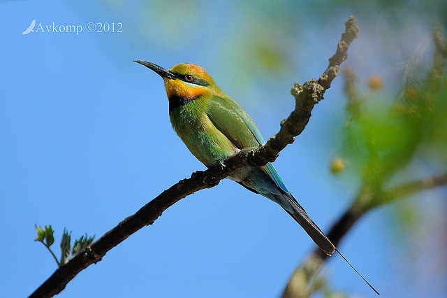 rainbow bee eater 4520