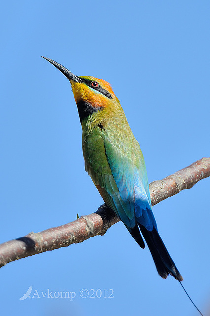 rainbow bee eater 4532