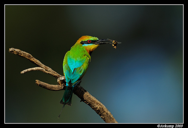 rainbow bee eater 4931