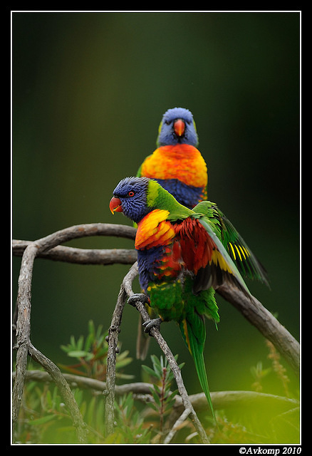 rainbow lorikeet 5764 90